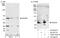 DEAD-Box Helicase 28 antibody, A300-762A, Bethyl Labs, Immunoprecipitation image 