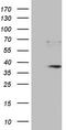 PR-3 antibody, TA807346S, Origene, Western Blot image 