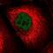 LIG4 antibody, NBP2-68729, Novus Biologicals, Immunofluorescence image 