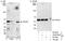 Prolyl 4-hydroxylase subunit alpha-2 antibody, A300-892A, Bethyl Labs, Immunoprecipitation image 