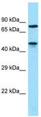 Zinc Finger Protein 311 antibody, TA342128, Origene, Western Blot image 