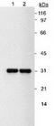 DT-diaphorase antibody, TA301418, Origene, Western Blot image 