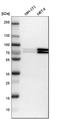 FMR1 Autosomal Homolog 1 antibody, HPA018246, Atlas Antibodies, Western Blot image 
