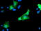 Osm antibody, TA503414, Origene, Immunofluorescence image 