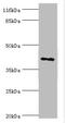 MAGE Family Member A10 antibody, A50350-100, Epigentek, Western Blot image 