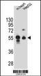 Dipeptidase 3 antibody, 55-420, ProSci, Western Blot image 