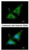 Poly(A) RNA polymerase, mitochondrial antibody, NBP2-19690, Novus Biologicals, Immunofluorescence image 