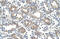 Arginase 1 antibody, ARP45672_T100, Aviva Systems Biology, Immunohistochemistry frozen image 