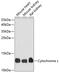 Cytochrome C, Somatic antibody, GTX64341, GeneTex, Western Blot image 