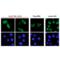 Cas9 antibody, ENZ-ABS294-0100, Enzo Life Sciences, Immunofluorescence image 
