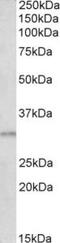 Amino-terminal enhancer of split antibody, TA311620, Origene, Western Blot image 
