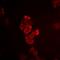 Gap Junction Protein Alpha 5 antibody, orb378074, Biorbyt, Immunofluorescence image 