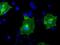 Butyrophilin subfamily 3 member A2 antibody, NBP2-02151, Novus Biologicals, Immunofluorescence image 