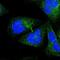 Ninein-like protein antibody, NBP1-81451, Novus Biologicals, Immunofluorescence image 