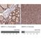 Mitochondrial Ribosomal Protein S11 antibody, NBP2-30548, Novus Biologicals, Immunohistochemistry paraffin image 