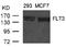 Fms Related Tyrosine Kinase 3 antibody, AP09468PU-N, Origene, Western Blot image 