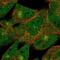 DAZ Interacting Zinc Finger Protein 1 antibody, NBP2-55917, Novus Biologicals, Immunofluorescence image 