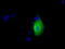 Ketohexokinase antibody, TA501281, Origene, Immunofluorescence image 