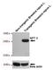 Neomycin Phosphotransferase II antibody, MBS475171, MyBioSource, Western Blot image 