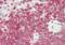 CDC Like Kinase 4 antibody, orb360718, Biorbyt, Immunohistochemistry paraffin image 