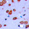 Opioid Receptor Delta 1 antibody, LS-C358824, Lifespan Biosciences, Immunohistochemistry frozen image 