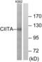 Class II Major Histocompatibility Complex Transactivator antibody, LS-C118863, Lifespan Biosciences, Western Blot image 
