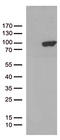 Protocadherin Beta 8 antibody, TA812705S, Origene, Western Blot image 