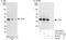 Ymer antibody, A302-094A, Bethyl Labs, Immunoprecipitation image 