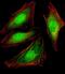 Valosin Containing Protein antibody, M00610-1, Boster Biological Technology, Immunofluorescence image 