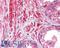 Birc3 antibody, LS-B2017, Lifespan Biosciences, Immunohistochemistry frozen image 