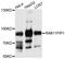 RAB11 Family Interacting Protein 1 antibody, STJ111613, St John