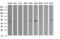 Tripartite Motif Containing 38 antibody, TA505982S, Origene, Western Blot image 