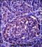 Leucine Rich Repeat Neuronal 4 antibody, PA5-71840, Invitrogen Antibodies, Immunohistochemistry paraffin image 