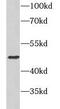 CD82 antigen antibody, FNab09921, FineTest, Western Blot image 