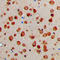 Neurexophilin 1 antibody, LS-C353423, Lifespan Biosciences, Immunohistochemistry paraffin image 