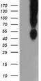 B7 antibody, CF501577, Origene, Western Blot image 