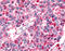 Adhesion G Protein-Coupled Receptor B2 antibody, TA340765, Origene, Immunohistochemistry frozen image 