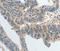 P2Y purinoceptor 6 antibody, LS-C332109, Lifespan Biosciences, Immunohistochemistry frozen image 