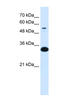 Alpha-1-B Glycoprotein antibody, 27-953, ProSci, Enzyme Linked Immunosorbent Assay image 