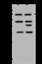 mRNA-capping enzyme antibody, 203768-T40, Sino Biological, Western Blot image 