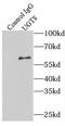 UDP Glycosyltransferase 8 antibody, FNab09243, FineTest, Immunoprecipitation image 