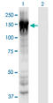 Myosin-Ie antibody, LS-C197735, Lifespan Biosciences, Western Blot image 