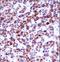 CD329 antibody, LS-C161093, Lifespan Biosciences, Immunohistochemistry frozen image 
