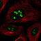 Nucleolar Protein 12 antibody, PA5-51958, Invitrogen Antibodies, Immunofluorescence image 