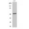 Endothelin Receptor Type A antibody, LS-C383425, Lifespan Biosciences, Western Blot image 