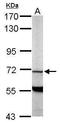Phosphodiesterase 9A antibody, TA308688, Origene, Western Blot image 