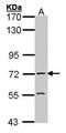 Acetylcholinesterase antibody, TA308776, Origene, Western Blot image 