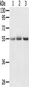 CWC27 Spliceosome Associated Cyclophilin antibody, CSB-PA972891, Cusabio, Western Blot image 