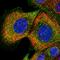 Leukemia-associated protein 1 antibody, HPA039465, Atlas Antibodies, Immunofluorescence image 