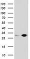 Sepiapterin Reductase antibody, TA501961, Origene, Western Blot image 